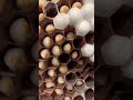 giant hornet larvae making noises for calling their workers gianthornet hornetshunting