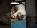 【睡魔】眠たいけど一緒に遊んでくれる猫 #Shorts