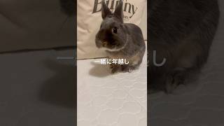 2024年ありがとう #うさぎ #rabbit #年越し #shorts 2024.12.31