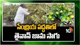 సేంద్రియ పద్ధతిలో తైవాన్ జామ సాగు | Taiwan Guava Cultivation | Matti Manishi | Agri Info | 10tv