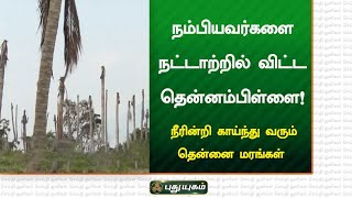 நம்பியவர்களை நட்டாற்றில் விட்ட தென்னம்பிள்ளை! | செய்தித்துளிகள் | PuthuyugamTV