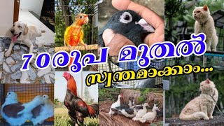 💛Cat❤️Dogs💞Pigeon❤️Exotic Birds🔥Nadan Pravu❤‍🔥Dogs😹Pets Farm🤩Pravu valarthal📌Cat Sale Farm❣️Pets