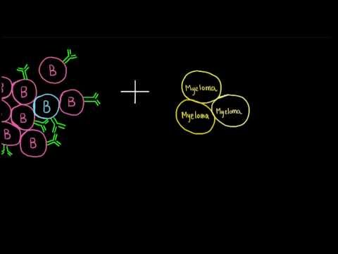 Monoclonal Antibody Production Monoclonal Antibody Production