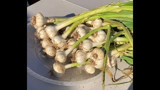 Home Gardening 🌱🧄 Growing Garlic | ఇంట్లో వెల్లుల్లి పెంచే విధానం | घर में लहसुन उगाने का तरीका