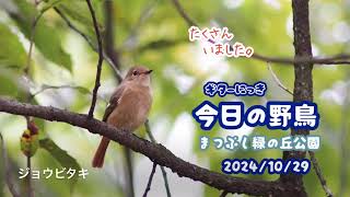 ギター日記　今日の野鳥　・　まつぶし緑の丘公園　2024年10月29日