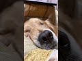 良く寝てるようだけど反応するゴールデンレトリバー 雷 goldenretriever rai 犬の寝顔