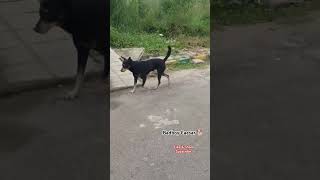 அய்யோ இவன் வேற 🐕#dog#doglover#pets#petlover#funny#comedy#ytshorts#shortfeed#funnydogs#trending#viral