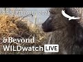 WILDwatch Live | 24 September, 2021 | Afternoon Safari | South Africa