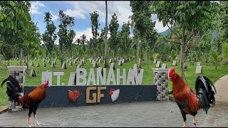 Lets Visit The Farm Of Mt  Banahaw Gamefarm