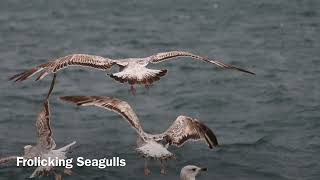 Frolicking Seagulls