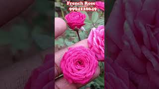 french rose முட்கள் இல்லாத ரோஜா செடிகளை நீங்கள் பார்த்திருக்கிறீர்களா? #roses #viral#trendy#update#