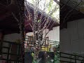 Gosta de jabuticaba? Olha como a jabuticabeira do meu jardim amanheceu. #Shorts