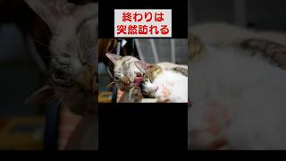 幸せそうにグルーミングされていた子猫に悲劇が…