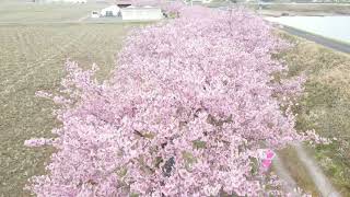 雲南市の桜　ドローン撮影　～2022河津桜～