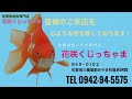 桜だるま琉金stのxlサイズです！オス（薩摩産）となります。花咲くじっちゃま