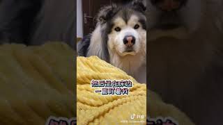 这阿拉斯加犬已经成精了吧！This Alaska must have a human levelled IQ