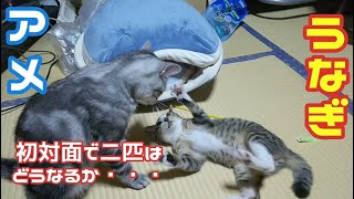 【生後３ヶ月】先住猫アメと新入り子猫が初対面【うなぎ】アメちゃんとうなぎちゃんの成長記録#24