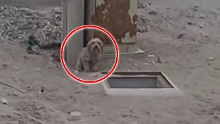 助けを求めるようにこちらを見ている犬。近づいてみると穴の中にもう１匹の犬が…。穴に落ちた仲間を励まし続けていた犬の友情に涙が溢れる【感動 動物】