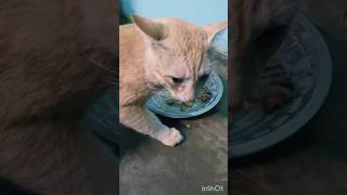 மைலோ ரொம்ப சேட்டை பண்ணுரான் 😄#cat #funny #trending #viral #minivlog