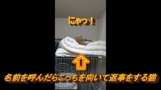 【ねこ】名前を呼んだらこっち向いて返事をする猫【パぺ家】#shorts