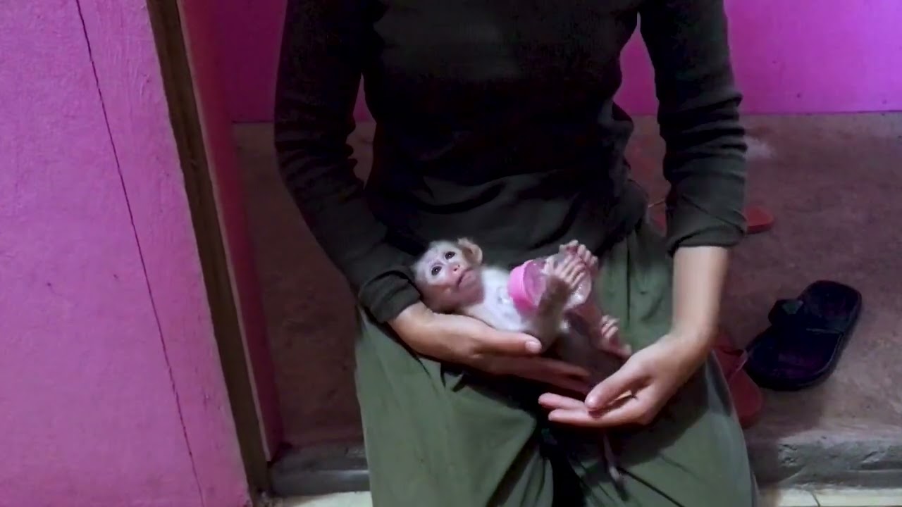 Baby Monkey Bella Want To Help Mom To Clean Room Youtube