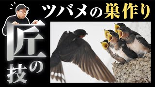 【超絶技巧！】ツバメの巣と子育てすごい。ツバメの生態