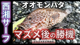 【6月の西湘サーフ】フラット・青物狙いで嬉しいゲスト釣れた