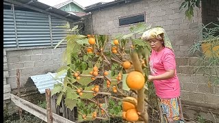 serunya panen asam buahnya sebanyak ini di rumah feli