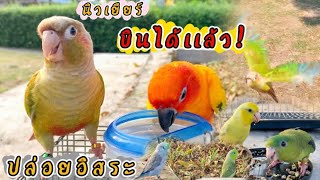 ปล่อยนกบินอิสระ! กรีนชีค บินได้เเล้ว! ฟอพัส ไลโอเล็ต ซันคอนัวร์ รวมนกเเก้วหลายสายพันธุ์!