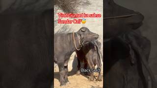 Virat Gumad ka Sabse sundar Murrah bull (Shera Bhutgarh )#bull #shorts #ytshorts #youtubeshorts #cow