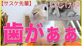 【飼育初心者】うさぎの不正咬合とその対策と現在状況について