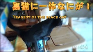 Funny Black cat that fell to pitfalls 黒猫、落とし穴に落ちる【瀬戸の黒猫日記】