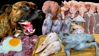 【大食い犬ASMR】生肉は飲み物ルーティン7選総集編4 　Dog eats raw meat and bones