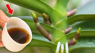 1 cup per week! Orchids produce 1001 new roots and flowers instantly!