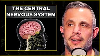 Optimize Your CENTRAL NERVOUS SYSTEM (CNS) For STRENGTH AND MUSCLE GAINS