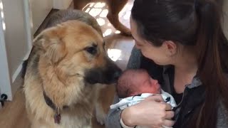German Shepherd Dogs Greet Newborn Baby