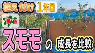 【スモモ栽培】20240823 植え付け1年目 スモモの成長を比較【ソルダム】【サンタローザ】