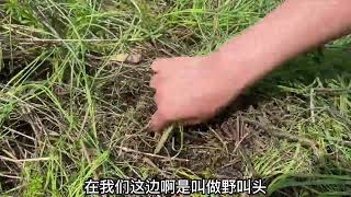 农村人都嫌弃的野菜，网上一斤卖35元，姑娘拔了一大堆