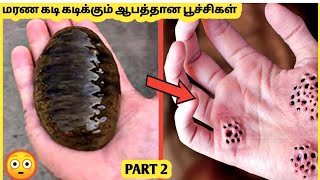 மரண வலி தரக்கூடிய பூச்சிகள் #2 | Ten Most Dangerous Bugs In The World PART 2 | Story Bytes Tamil