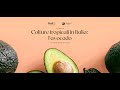 Colture tropicali in Italia: l'avocado