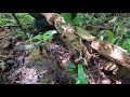 forest soils investigation