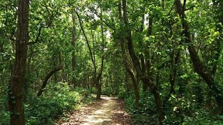 শুধু ফৌজদারি আইন দিয়ে বনরক্ষা কি আদৌ সম্ভব? | Forest and Forestry