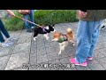 【柴犬】公園でたくさんの犬友さんと会いました！