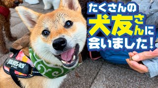 【柴犬】公園でたくさんの犬友さんと会いました！