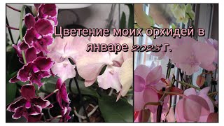 Цветение моих орхидей в январе 2025 г.#обзор #2025#original#plants#цветы