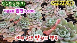 다육이정원(3) 예쁜 군생 다육이 만원의행복 기본포트 입전 2,000