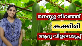 മനസ്സ് നിറഞ്ഞൊരു vilavesu കാണാം | ഗ്രോ ബാഗിലും നല്ല വിളവെടുപ്പ് കിട്ടും #farming #krishi #home