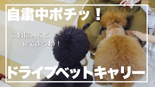 ドライブベットキャリー購入！入るとすぐ寝てしまう犬。トイプードル　多頭飼い　デカプー