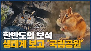 국립공원 55년, 방송 최초 복원된 야생의 기록