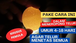 CARA MENEROPONG TELUR UMUR 4-18 HARI